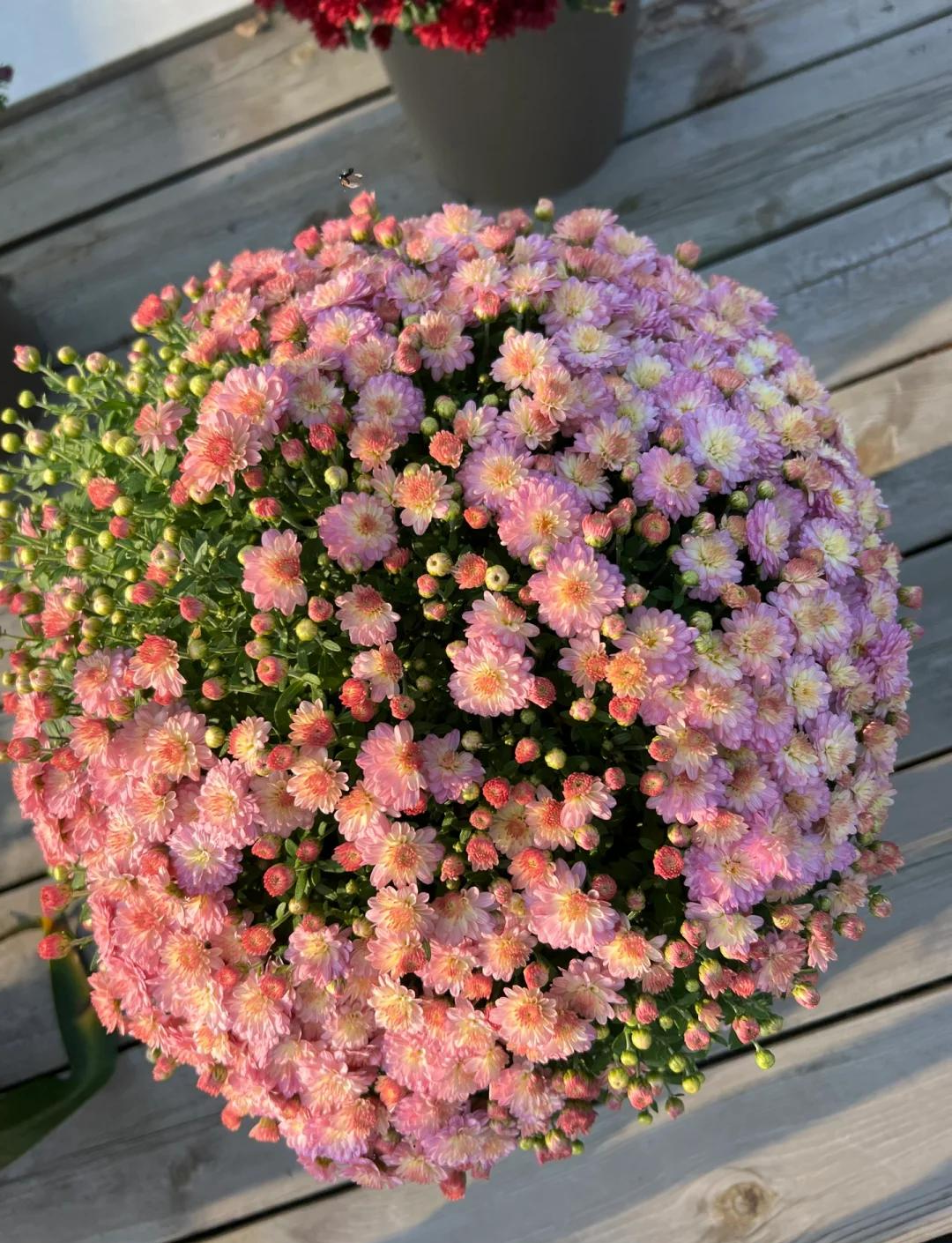吉粉花,吉粉花晚年生活现状 吉粉花,吉粉花晚年生活现状