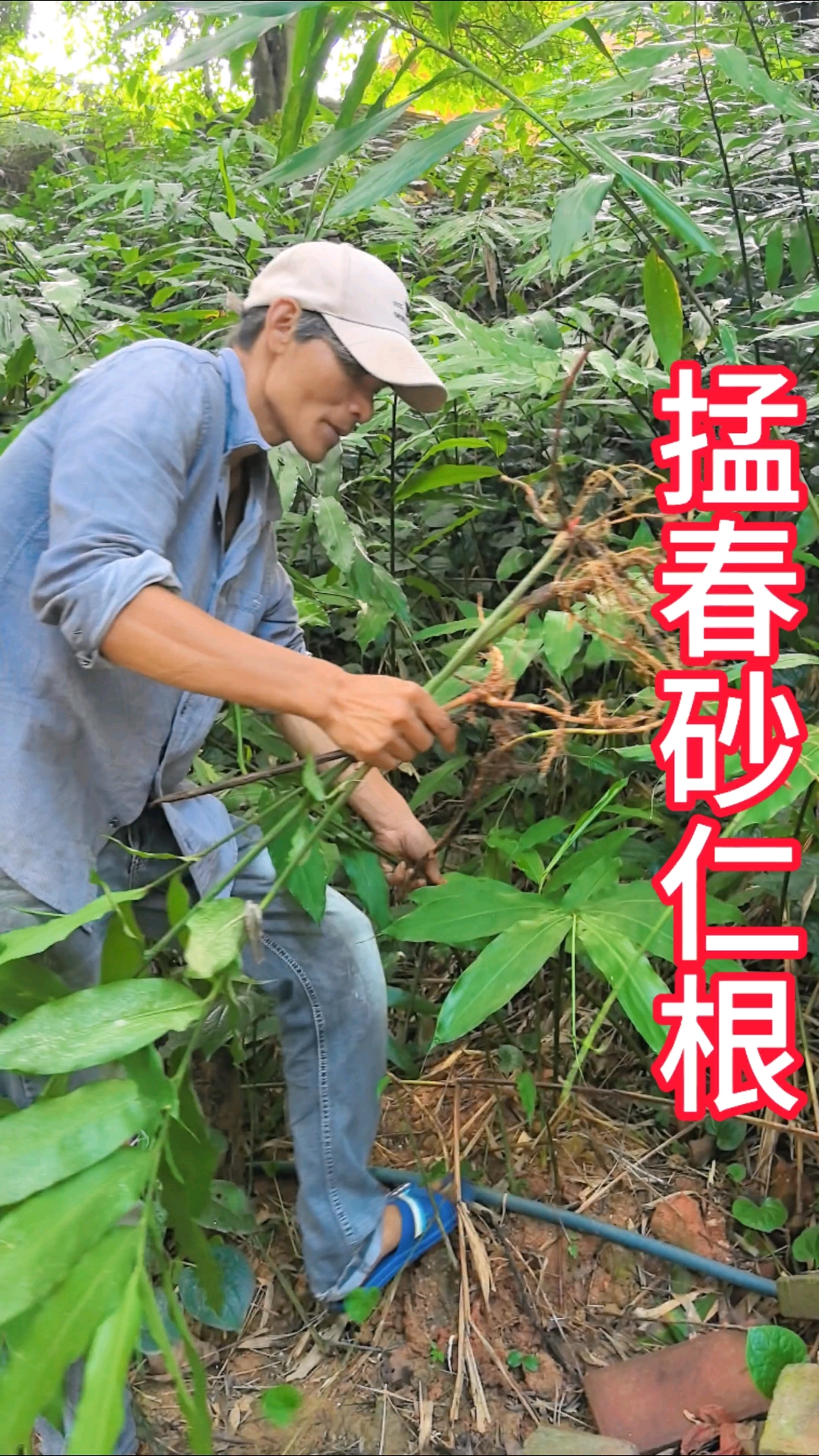 沙根,沙根萝卜图片